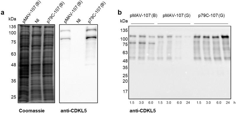 https://cdn.ncbi.nlm.nih.gov/pmc/blobs/3019/9563788/49aaedf2890d/12934_2022_1939_Fig3_HTML.jpg