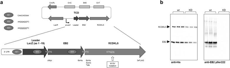 https://cdn.ncbi.nlm.nih.gov/pmc/blobs/3019/9563788/d368aaf9ec9a/12934_2022_1939_Fig6_HTML.jpg