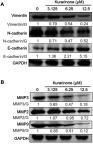 https://cdn.ncbi.nlm.nih.gov/pmc/blobs/301b/6689141/4fb057a638bb/OTT-12-6119-g0007.jpg