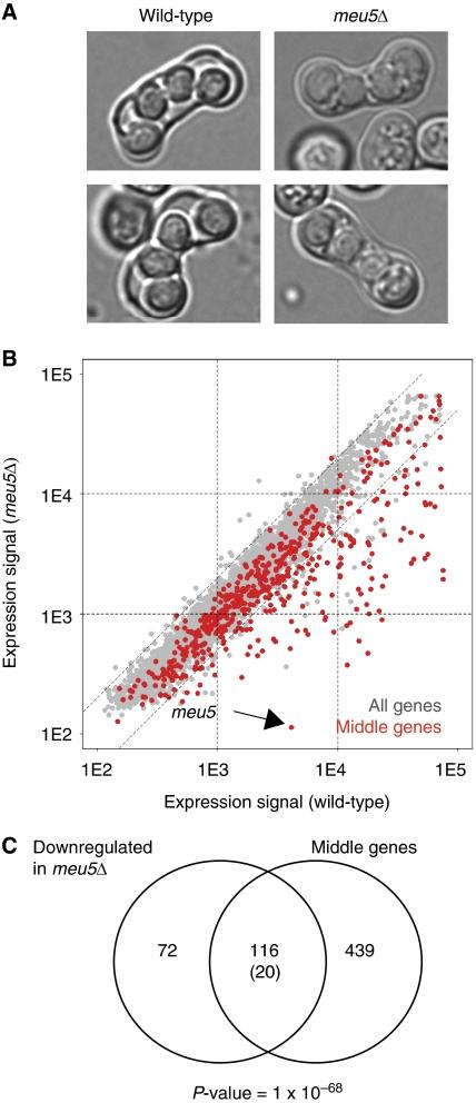 https://cdn.ncbi.nlm.nih.gov/pmc/blobs/3020/2913401/d902e766aecd/msb201038-f1.jpg