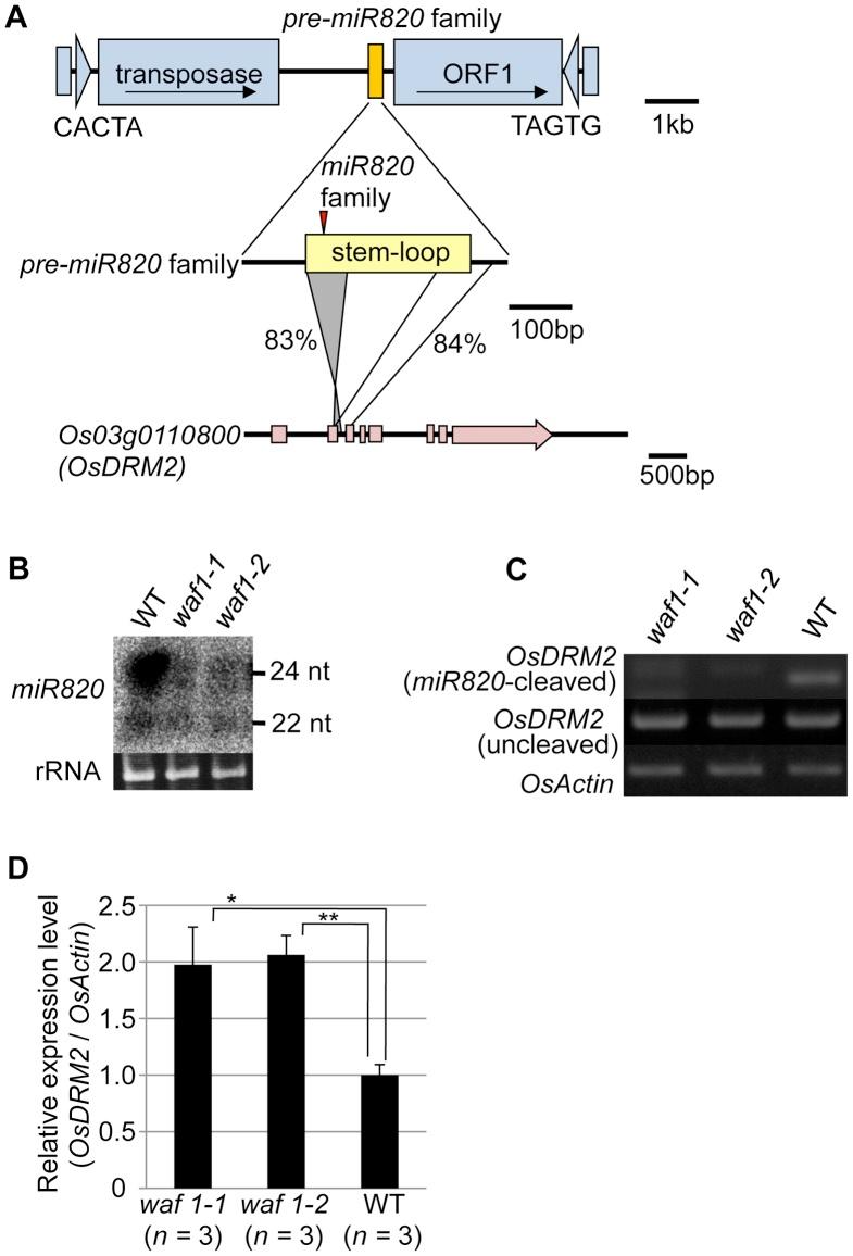 https://cdn.ncbi.nlm.nih.gov/pmc/blobs/3028/3459959/2026c79edbe8/pgen.1002953.g001.jpg