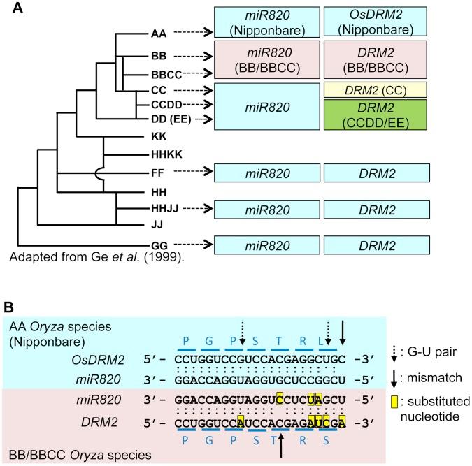 https://cdn.ncbi.nlm.nih.gov/pmc/blobs/3028/3459959/3a4d0289ba29/pgen.1002953.g003.jpg