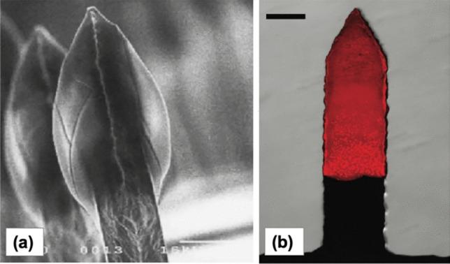 https://cdn.ncbi.nlm.nih.gov/pmc/blobs/3029/8888421/3cf878cebced/13346_2021_909_Fig16_HTML.jpg