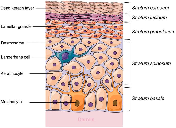 https://cdn.ncbi.nlm.nih.gov/pmc/blobs/3029/8888421/7dcc724853b7/13346_2021_909_Fig3_HTML.jpg