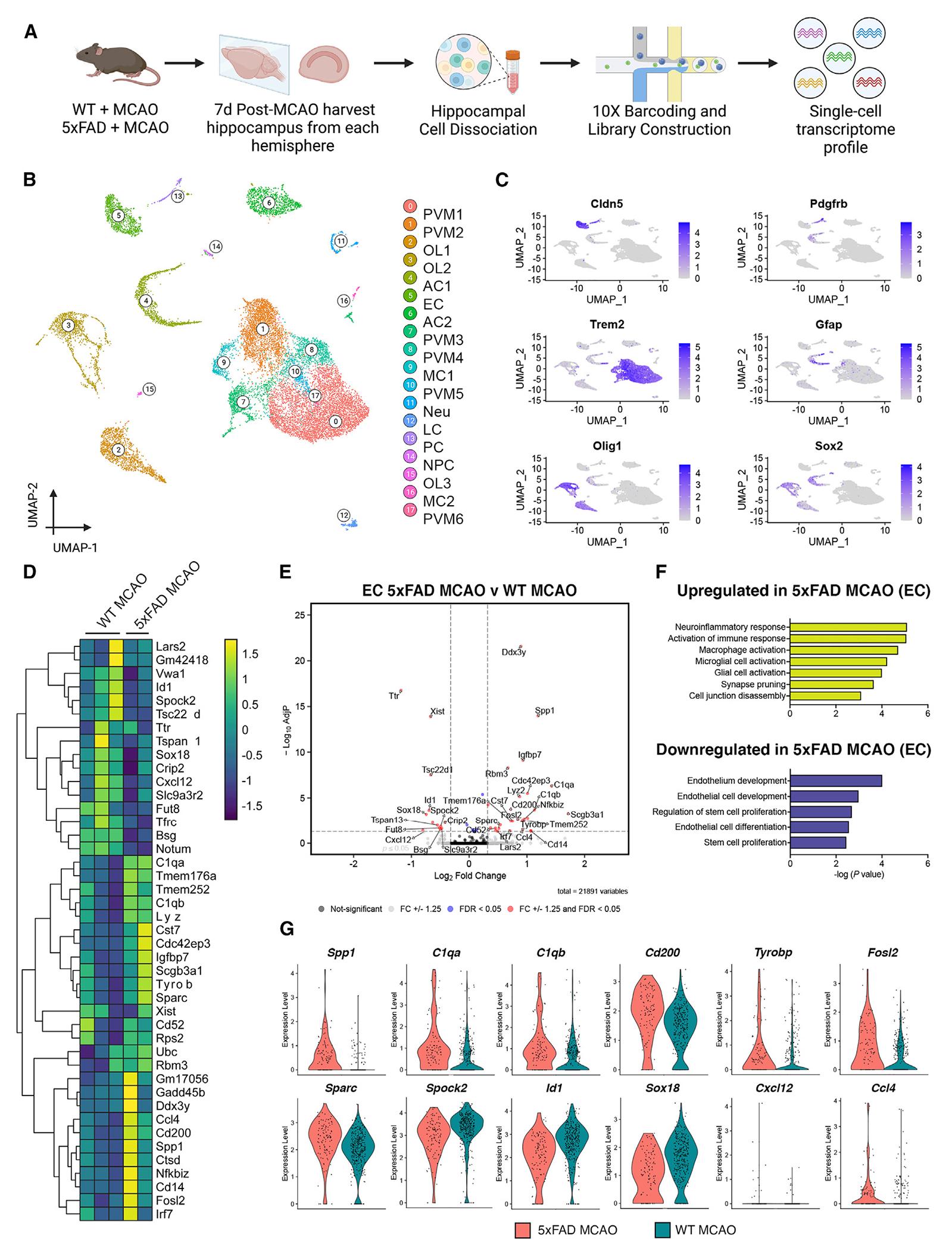 https://cdn.ncbi.nlm.nih.gov/pmc/blobs/302b/11562893/51d33aa1e4e1/nihms-2031315-f0003.jpg