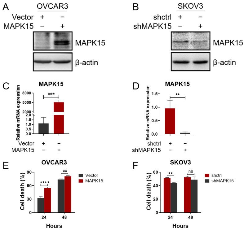 https://cdn.ncbi.nlm.nih.gov/pmc/blobs/302d/10778700/1d5abe8e7bd4/ijms-25-00109-g004.jpg