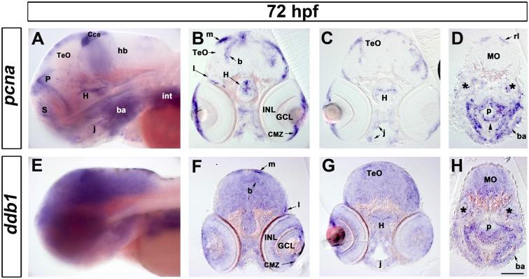 https://cdn.ncbi.nlm.nih.gov/pmc/blobs/302d/4520591/49f9d64a3b7b/pone.0134299.g003.jpg