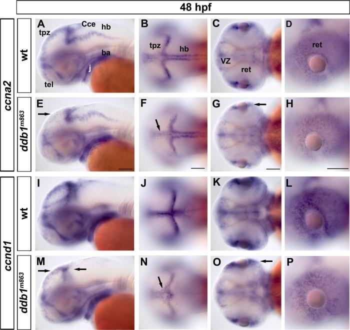 https://cdn.ncbi.nlm.nih.gov/pmc/blobs/302d/4520591/72fc29d2c811/pone.0134299.g007.jpg