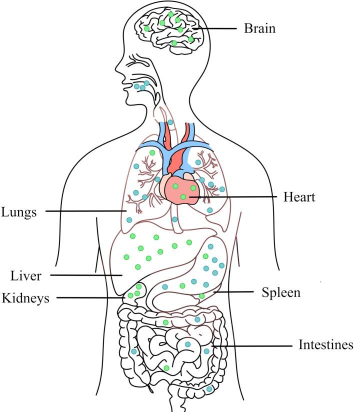 https://cdn.ncbi.nlm.nih.gov/pmc/blobs/3034/9388913/c9b5bf799ba9/fsurg-09-905892-g004.jpg