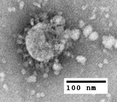 https://cdn.ncbi.nlm.nih.gov/pmc/blobs/303b/7114587/689a069760a9/gr1.jpg