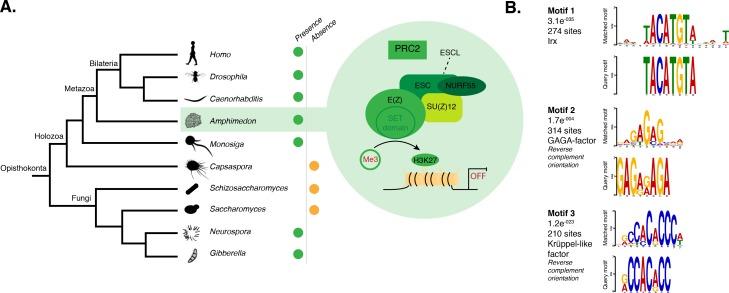 https://cdn.ncbi.nlm.nih.gov/pmc/blobs/303c/5429095/3d68e88d9da8/elife-22194-fig4.jpg