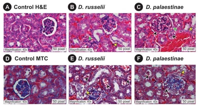 https://cdn.ncbi.nlm.nih.gov/pmc/blobs/303d/9696752/b8e99ff6eeeb/toxins-14-00725-g005.jpg