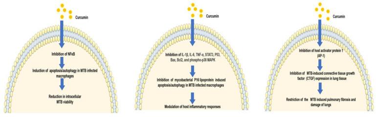 https://cdn.ncbi.nlm.nih.gov/pmc/blobs/303e/8470464/2ebcfb66a884/biomolecules-11-01278-g003.jpg