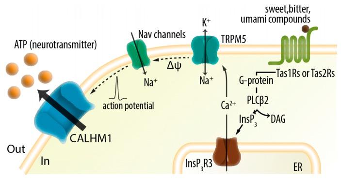 https://cdn.ncbi.nlm.nih.gov/pmc/blobs/303f/5877669/0088d7c1a728/ijms-19-00808-g002.jpg