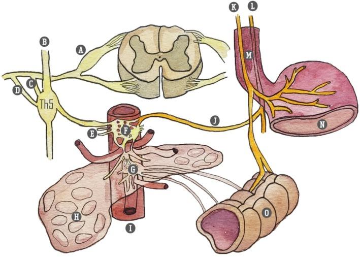 https://cdn.ncbi.nlm.nih.gov/pmc/blobs/3043/11973027/6c686f61aa02/PAPR-25-0-g004.jpg