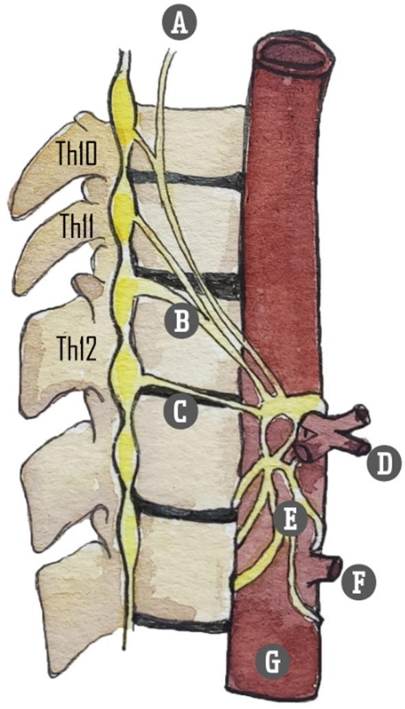 https://cdn.ncbi.nlm.nih.gov/pmc/blobs/3043/11973027/8df80821a980/PAPR-25-0-g003.jpg