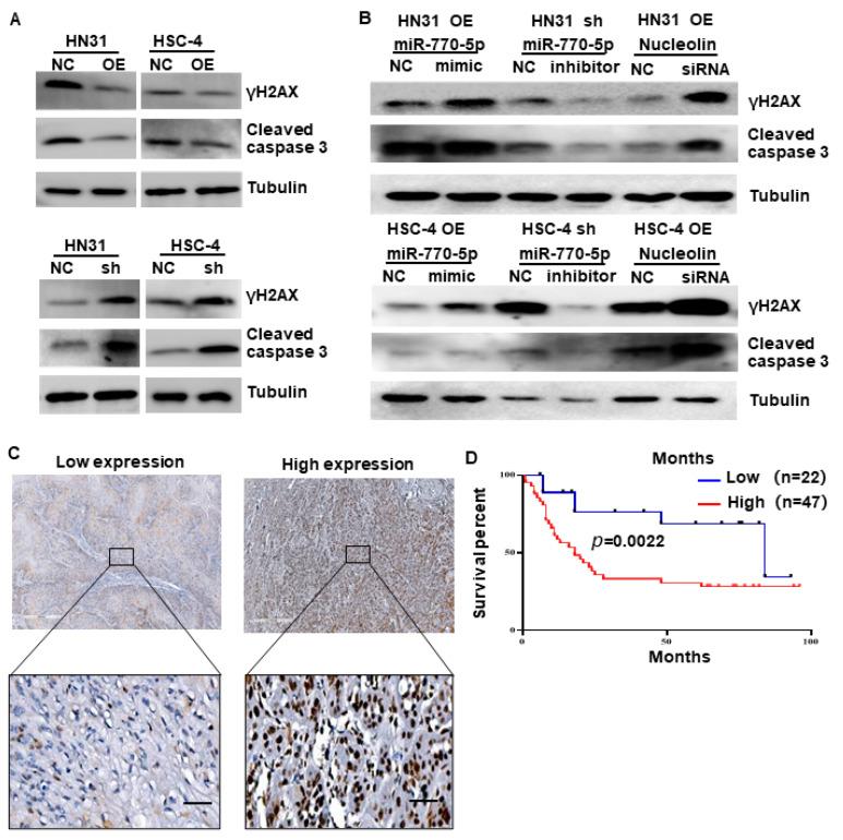 https://cdn.ncbi.nlm.nih.gov/pmc/blobs/3049/10669990/eaea6a72d4db/cancers-15-05351-g005.jpg