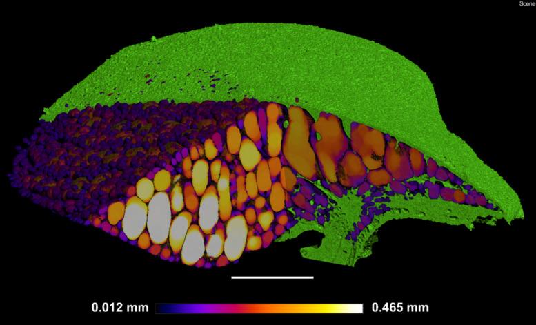 https://cdn.ncbi.nlm.nih.gov/pmc/blobs/3049/7820725/a343aaab1a83/fpls-11-617830-g007.jpg