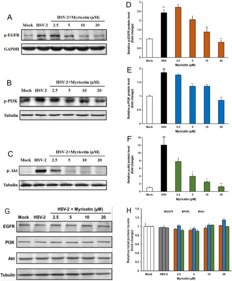 https://cdn.ncbi.nlm.nih.gov/pmc/blobs/304a/7111628/74c2ecbf4009/gr4_lrg.jpg