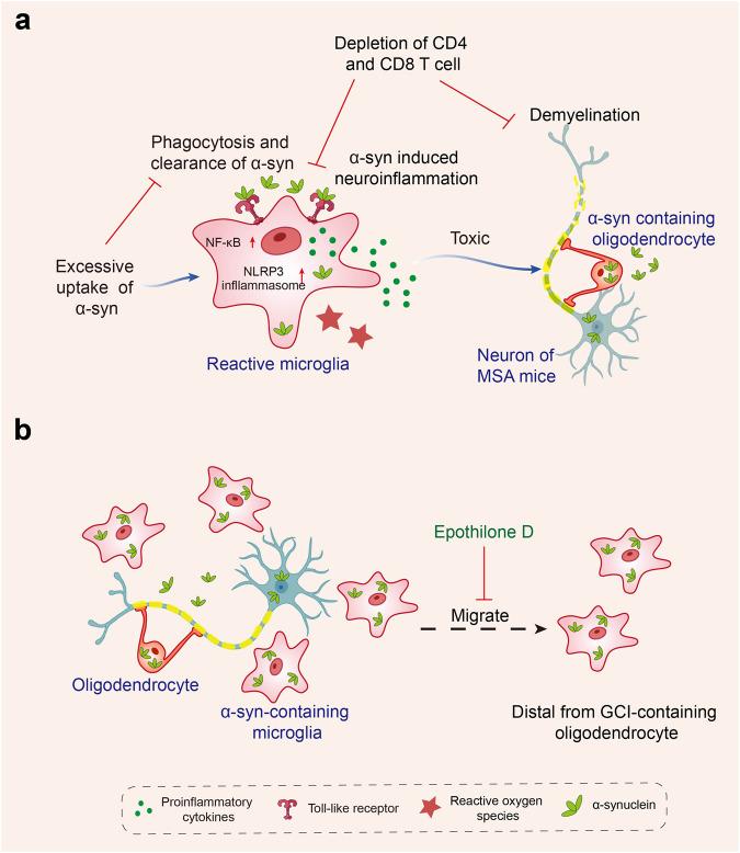 https://cdn.ncbi.nlm.nih.gov/pmc/blobs/304c/10514343/4d5482d0dc53/41392_2023_1588_Fig4_HTML.jpg