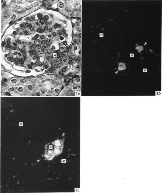 https://cdn.ncbi.nlm.nih.gov/pmc/blobs/304c/1256441/37fa9759a86d/janat00048-0129-a.jpg