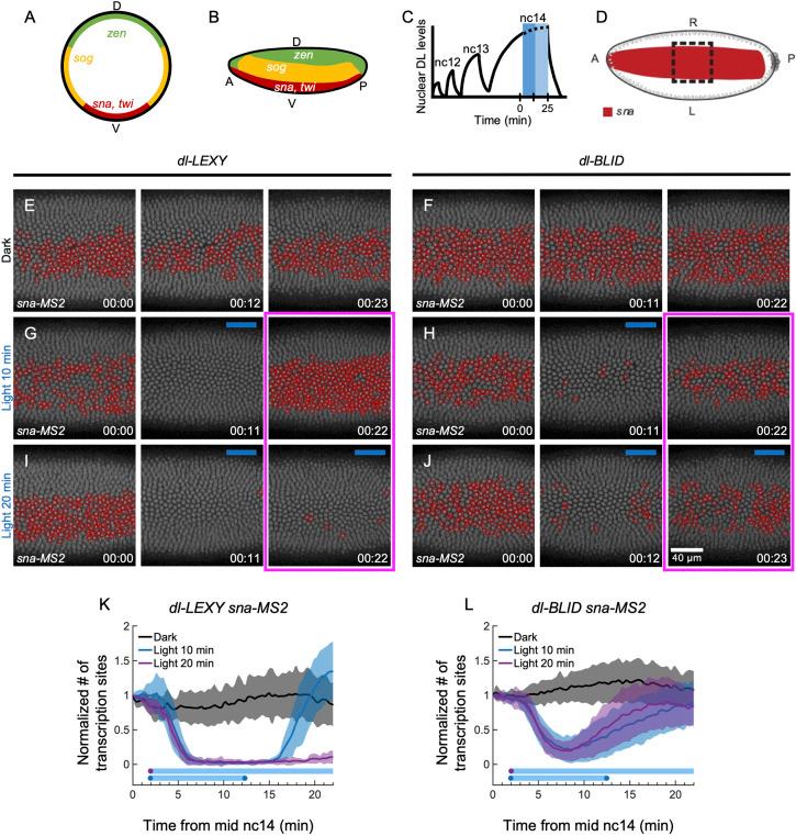 https://cdn.ncbi.nlm.nih.gov/pmc/blobs/304e/11574349/088a74c2be7b/develop-151-202775-g2.jpg
