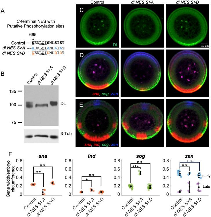 https://cdn.ncbi.nlm.nih.gov/pmc/blobs/304e/11574349/362e827f3e7a/develop-151-202775-g6.jpg