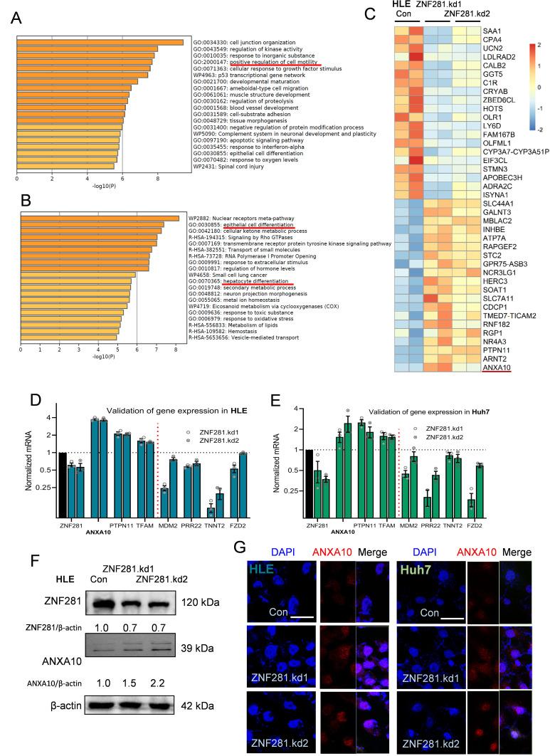 https://cdn.ncbi.nlm.nih.gov/pmc/blobs/3050/10083037/08e579590645/JHC-10-553-g0004.jpg