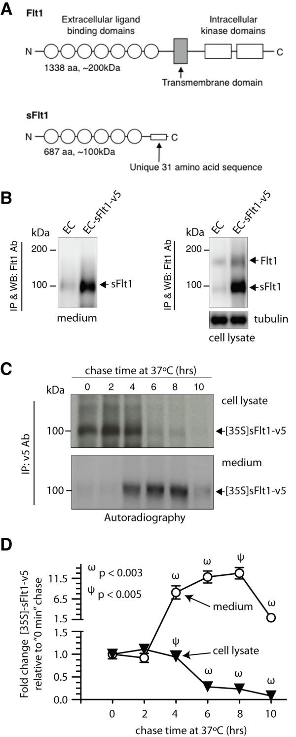 https://cdn.ncbi.nlm.nih.gov/pmc/blobs/3050/3433446/14b95e48f7a9/pone.0044572.g001.jpg