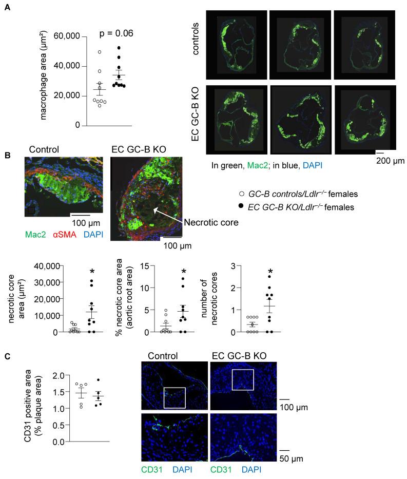 https://cdn.ncbi.nlm.nih.gov/pmc/blobs/3051/11277478/6527cd413352/ijms-25-07800-g006.jpg