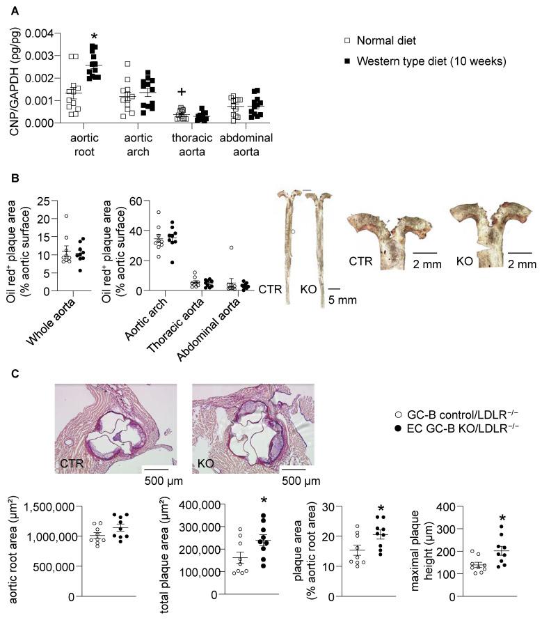 https://cdn.ncbi.nlm.nih.gov/pmc/blobs/3051/11277478/82069f615708/ijms-25-07800-g005.jpg