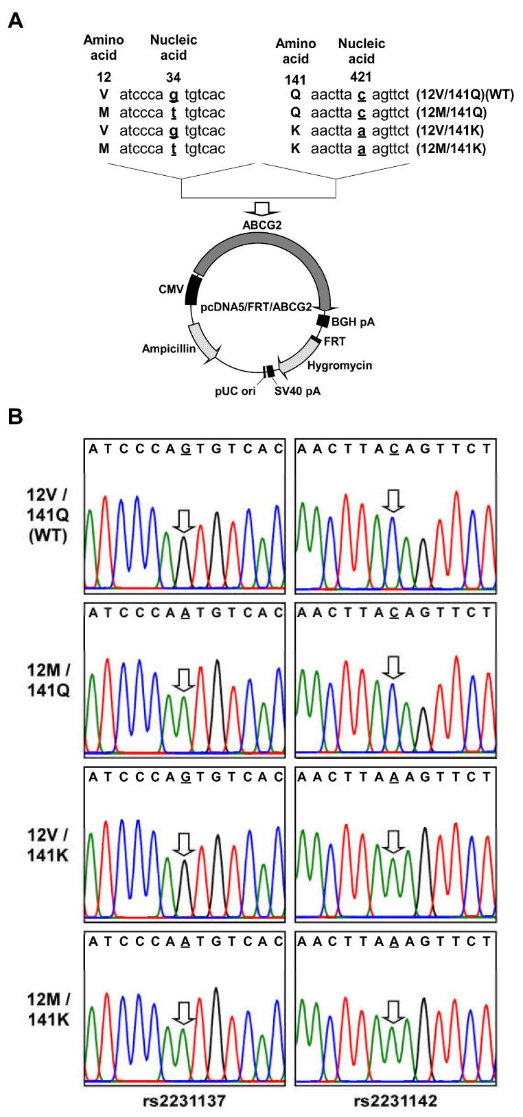 https://cdn.ncbi.nlm.nih.gov/pmc/blobs/3051/12347123/1b461e1816a4/ijms-26-07428-g002.jpg