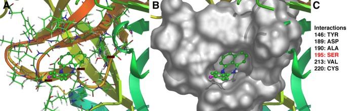 https://cdn.ncbi.nlm.nih.gov/pmc/blobs/3053/4012739/599960a140b1/oncotarget-05-1352-g004.jpg