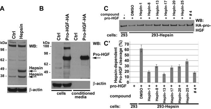 https://cdn.ncbi.nlm.nih.gov/pmc/blobs/3053/4012739/768e86f95beb/oncotarget-05-1352-g002.jpg