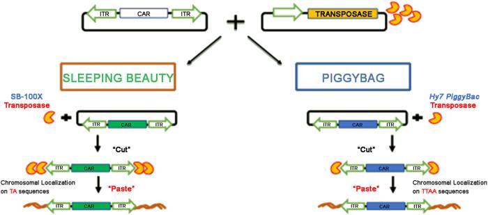 https://cdn.ncbi.nlm.nih.gov/pmc/blobs/3053/5833816/5a082d4391cc/41419_2018_278_Fig3_HTML.jpg