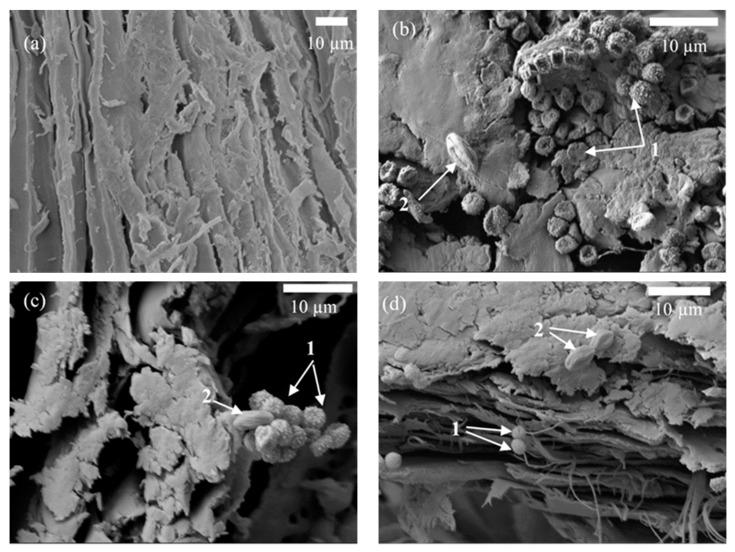 https://cdn.ncbi.nlm.nih.gov/pmc/blobs/3059/9503418/2b6f59d9160d/microorganisms-10-01830-g006.jpg