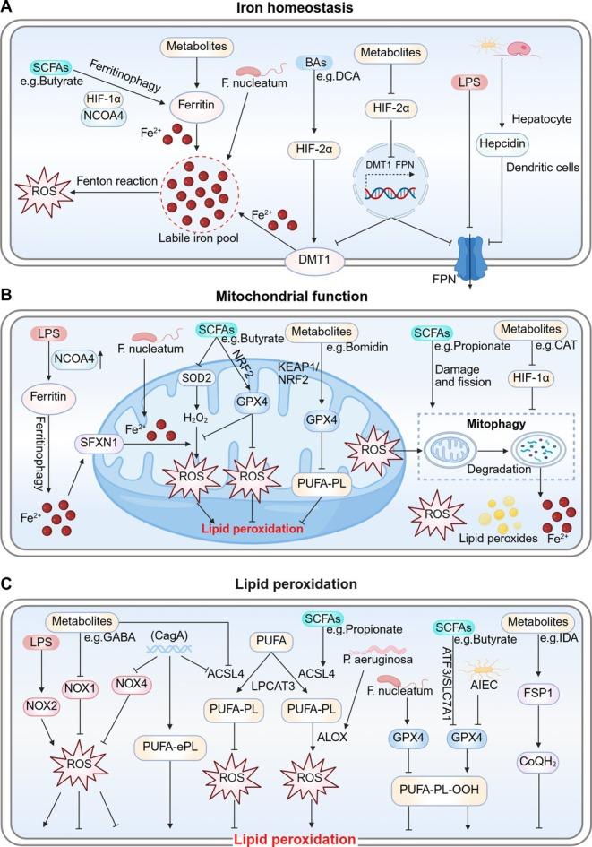 https://cdn.ncbi.nlm.nih.gov/pmc/blobs/305c/12373584/5aa45dcb13aa/CPH4-15-e70042-g003.jpg