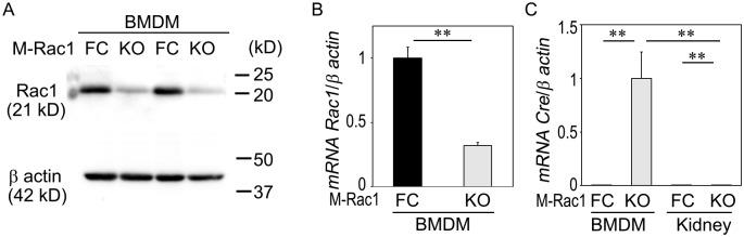 https://cdn.ncbi.nlm.nih.gov/pmc/blobs/3062/4777421/3af5c5dc1dc2/pone.0150886.g001.jpg