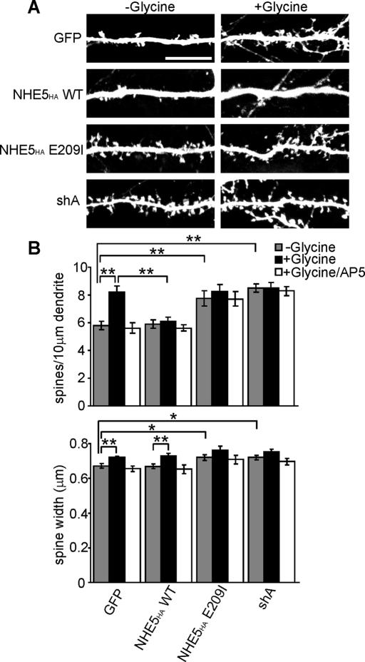 https://cdn.ncbi.nlm.nih.gov/pmc/blobs/3067/3128527/580ab2c590e0/2246fig6.jpg