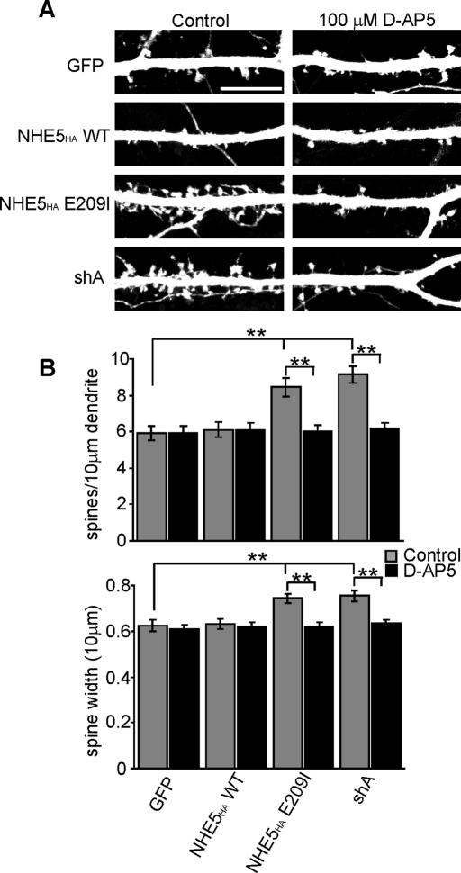 https://cdn.ncbi.nlm.nih.gov/pmc/blobs/3067/3128527/ceb6896cd7f0/2246fig5.jpg