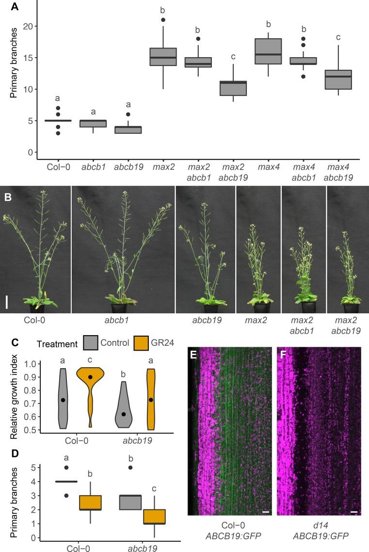 https://cdn.ncbi.nlm.nih.gov/pmc/blobs/3067/6433298/c3f6edb40287/pgen.1008023.g005.jpg
