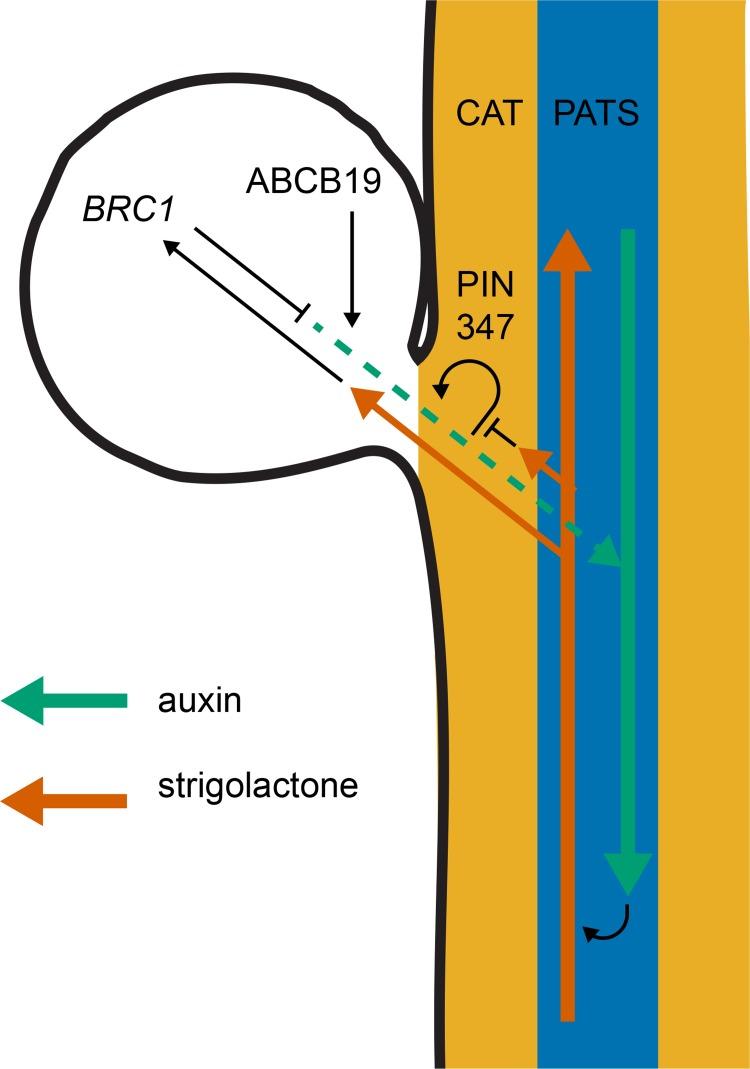 https://cdn.ncbi.nlm.nih.gov/pmc/blobs/3067/6433298/c98b16eeb8e9/pgen.1008023.g009.jpg