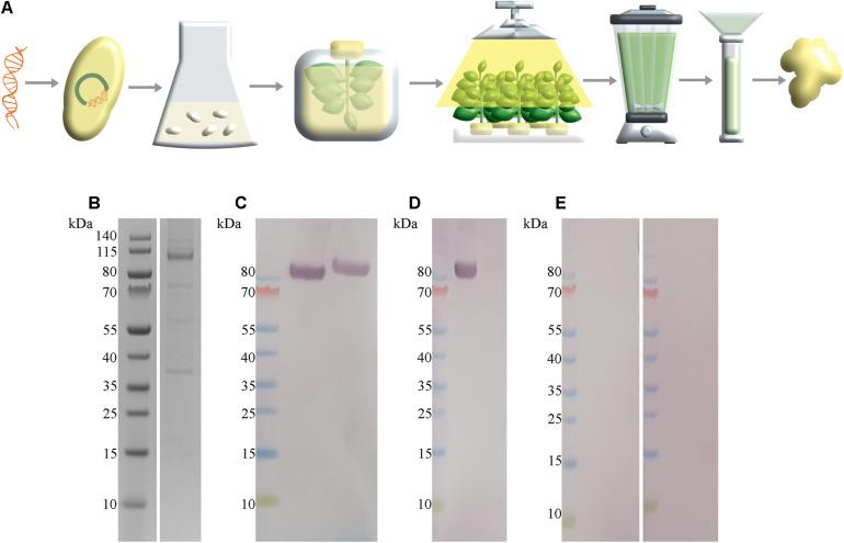 https://cdn.ncbi.nlm.nih.gov/pmc/blobs/3067/8132704/76ae092a90c7/fmicb-12-643275-g002.jpg