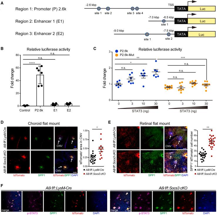 https://cdn.ncbi.nlm.nih.gov/pmc/blobs/3068/11081920/564e3a34b7a2/gr6.jpg