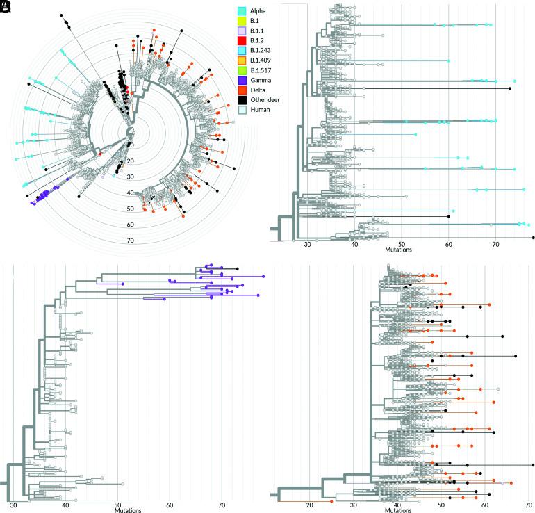 https://cdn.ncbi.nlm.nih.gov/pmc/blobs/306b/9963525/693436b232d5/pnas.2215067120fig05.jpg
