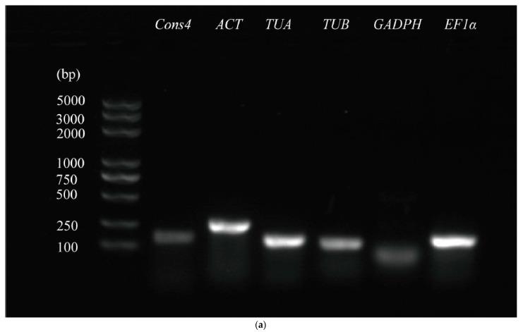 https://cdn.ncbi.nlm.nih.gov/pmc/blobs/306e/10530681/5d2bfd3a5381/genes-14-01739-g001a.jpg