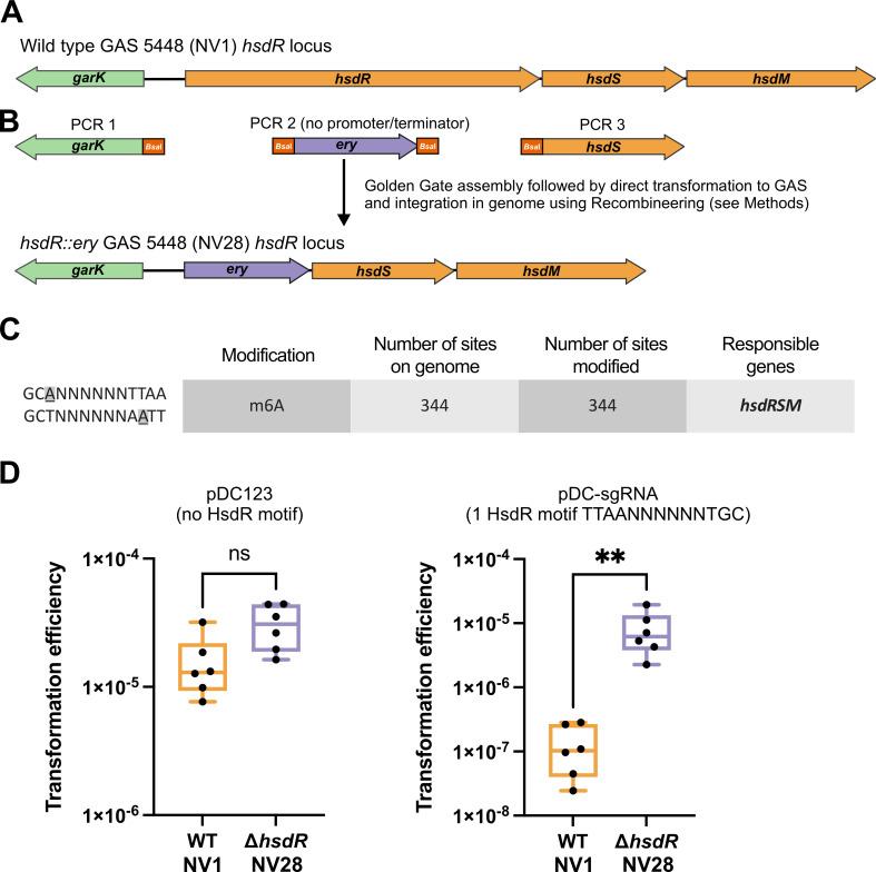 https://cdn.ncbi.nlm.nih.gov/pmc/blobs/306f/11323564/7163f8448a02/mbio.00840-24.f001.jpg