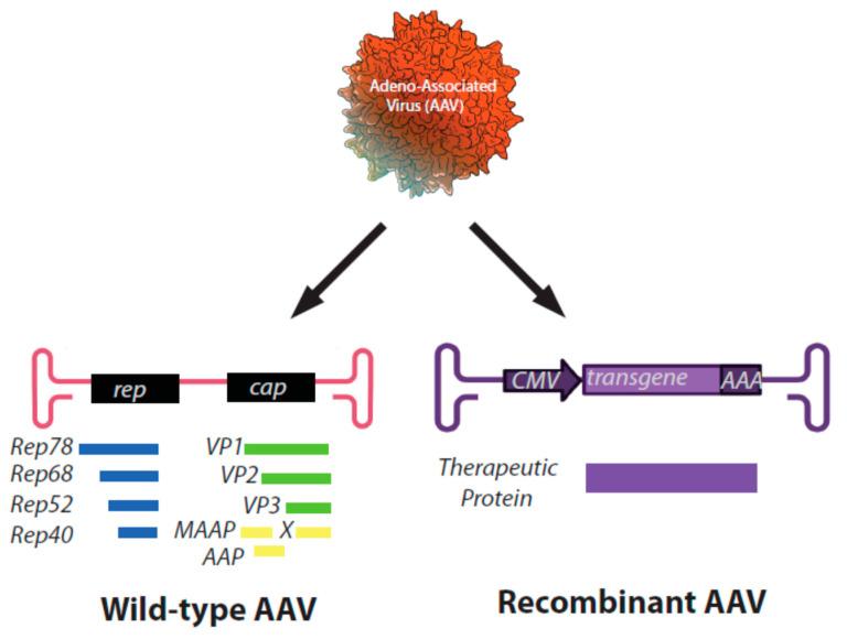 https://cdn.ncbi.nlm.nih.gov/pmc/blobs/3075/8309980/24bf3ffdb288/viruses-13-01205-g001.jpg