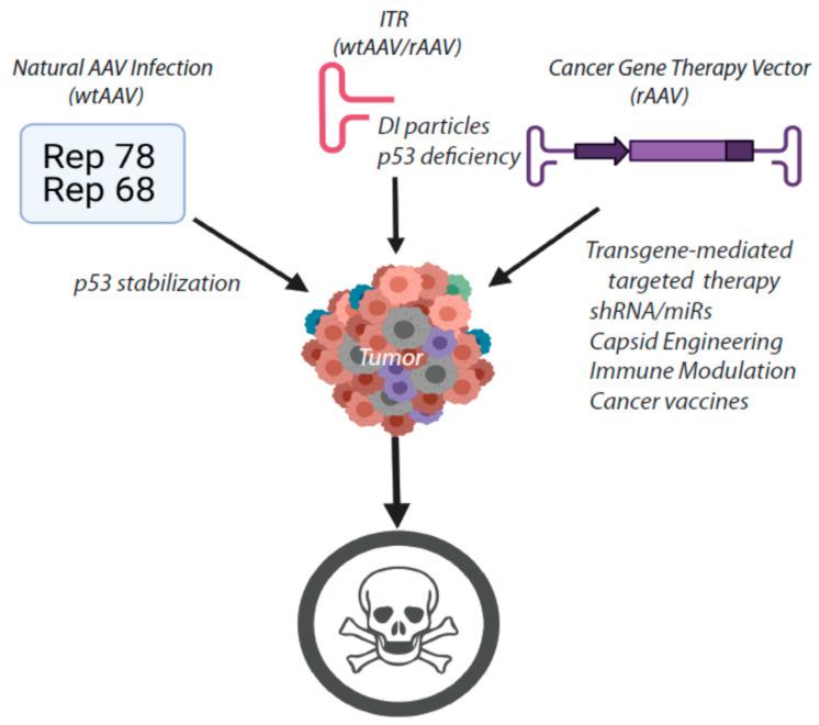 https://cdn.ncbi.nlm.nih.gov/pmc/blobs/3075/8309980/45c03602800a/viruses-13-01205-g002.jpg
