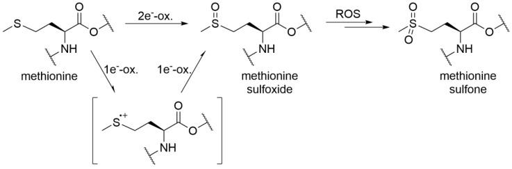 https://cdn.ncbi.nlm.nih.gov/pmc/blobs/3076/7278585/424246e232ed/antioxidants-09-00441-g006.jpg
